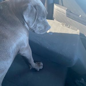 Meet your Posher, Monica